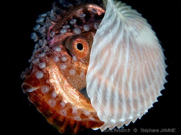 Argonauta Argo Doris
