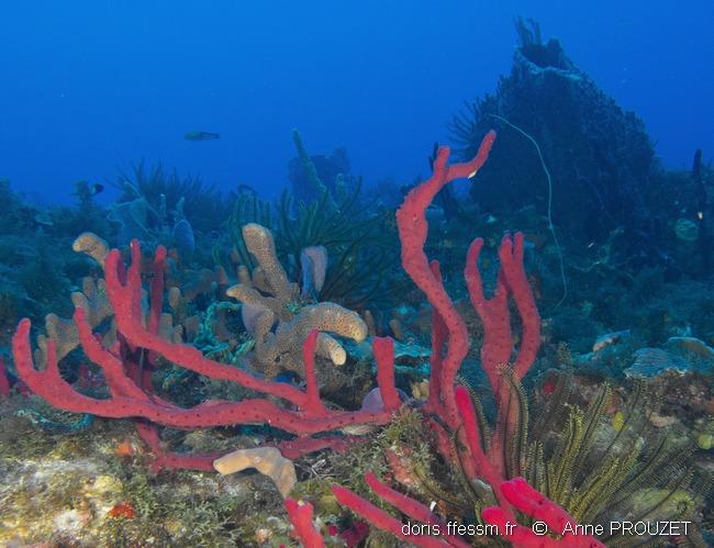 Amphimedon compressa DORIS