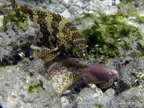 Epinephelus Merra Doris