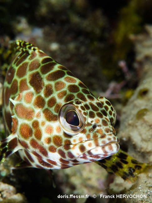 Epinephelus Merra Doris