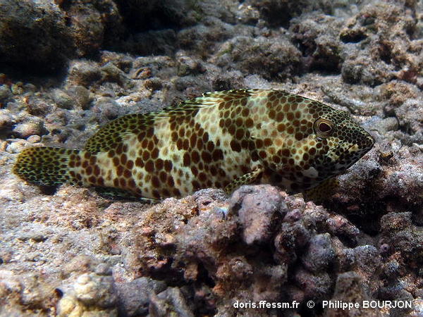 Epinephelus Merra Doris