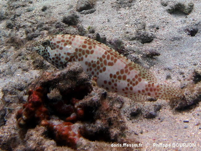 Epinephelus Merra Doris
