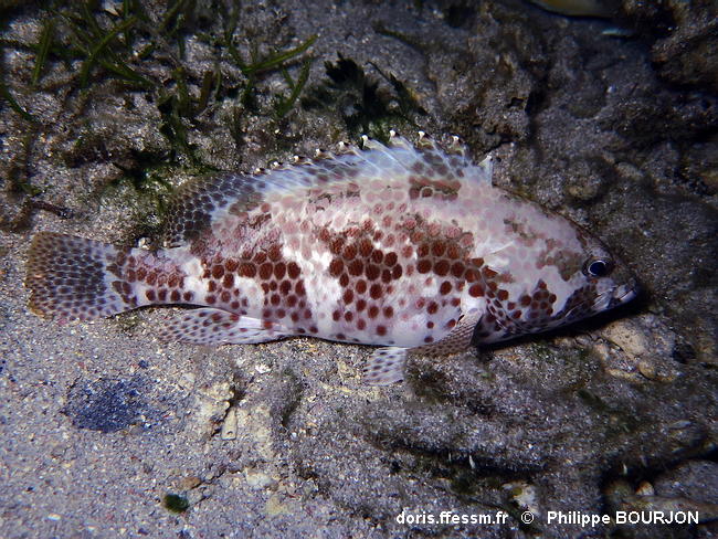 Epinephelus Merra Doris