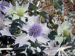 eryngium_maritimum-fg1_image300.jpg