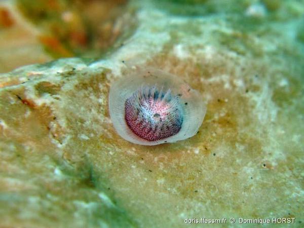 Patinella radiata | DORIS