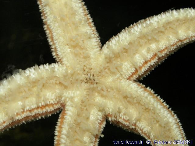 Asterias rubens | DORIS