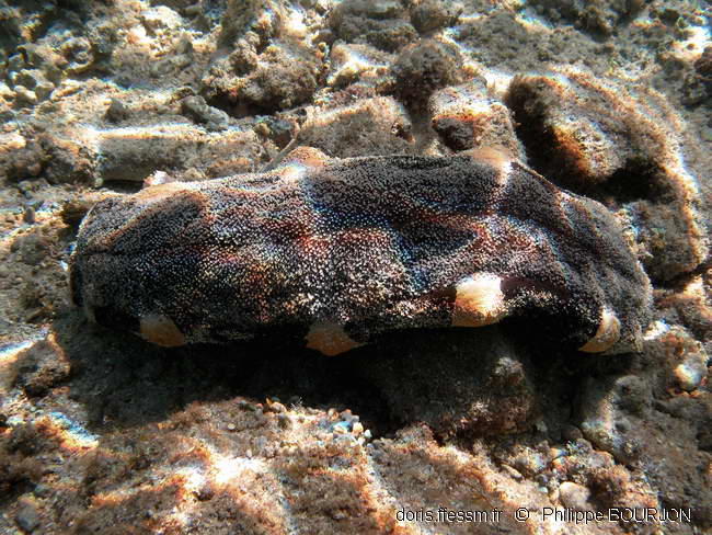 Holothuria (Microthele) nobilis DORIS