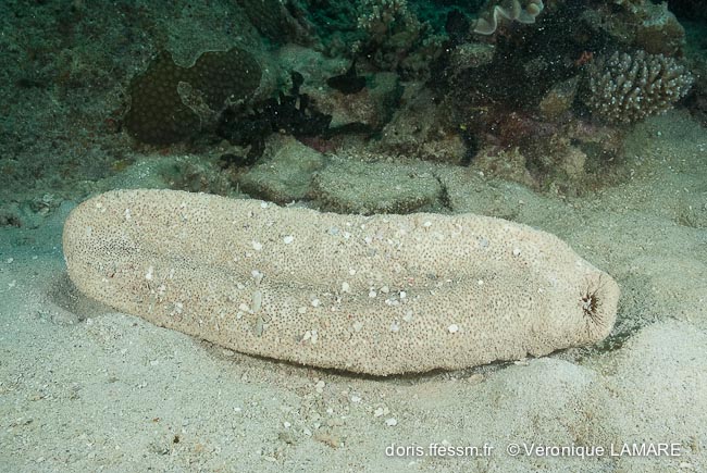 Holothuria (Microthele) fuscopunctata DORIS