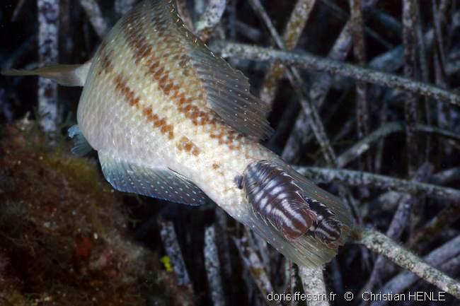 Nerocila bivittata DORIS