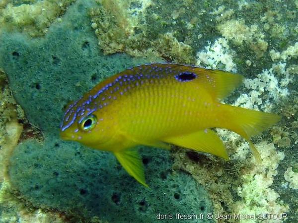 Jordan Rutter Birds Stegastes diencaeus | DORIS