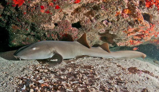 Ginglymostoma Cirratum Doris Ginglymostoma Cirratum Doris
