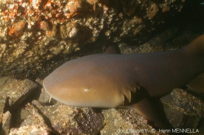 Ginglymostoma Cirratum Doris Ginglymostoma Cirratum Doris