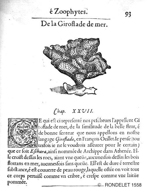 reteporella_grimaldii-Rondelet-1558