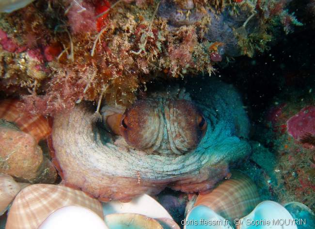 Pieuvre Poisson Octopus vulgaris | DORIS