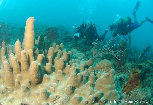 Dendrogyra cylindrus DORIS