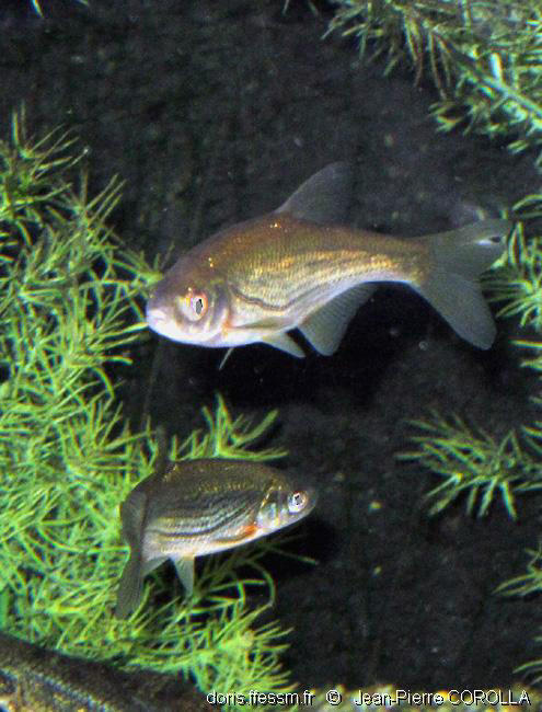 Alburnoides bipunctatus DORIS