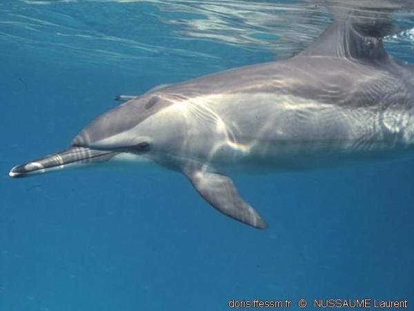 dauphin à long bec