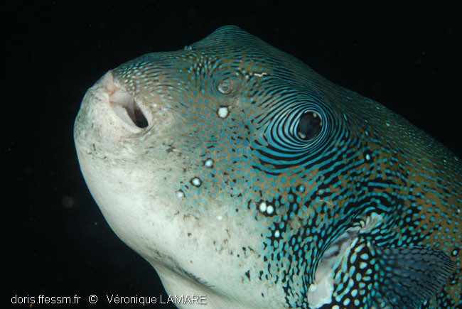 Arothron caeruleopunctatus DORIS