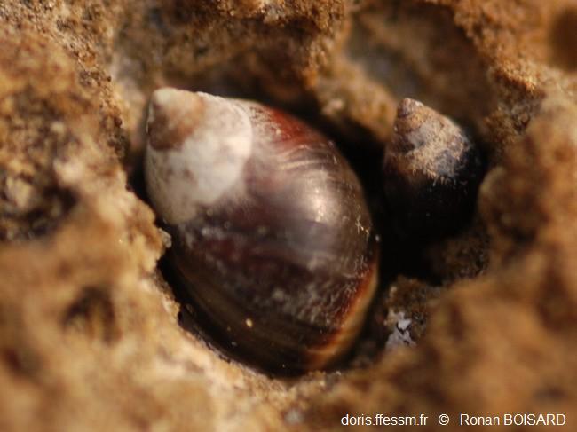 Melarhaphe neritoides DORIS