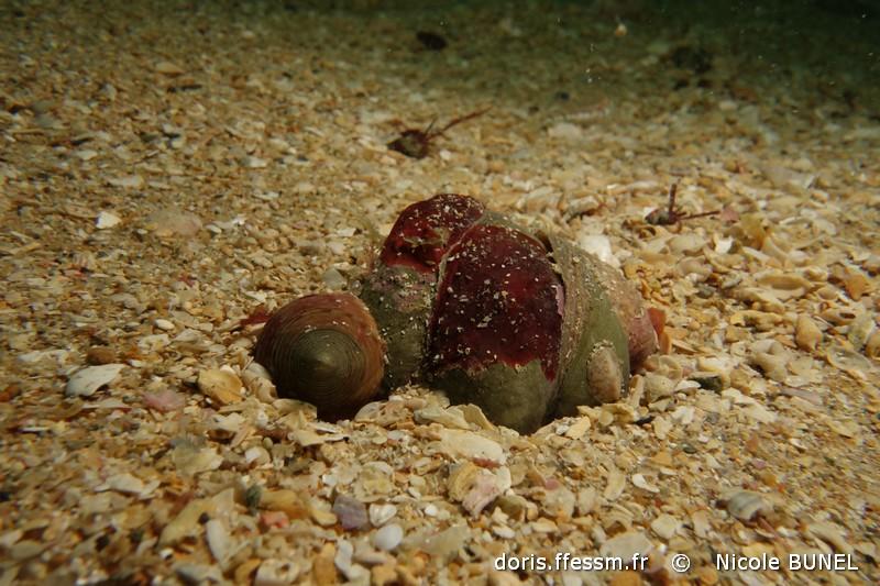 Hildenbrandia rubra DORIS