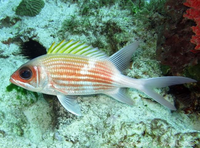 Holocentrus adscensionis DORIS