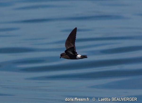 Hydrobates Pelagicus Doris