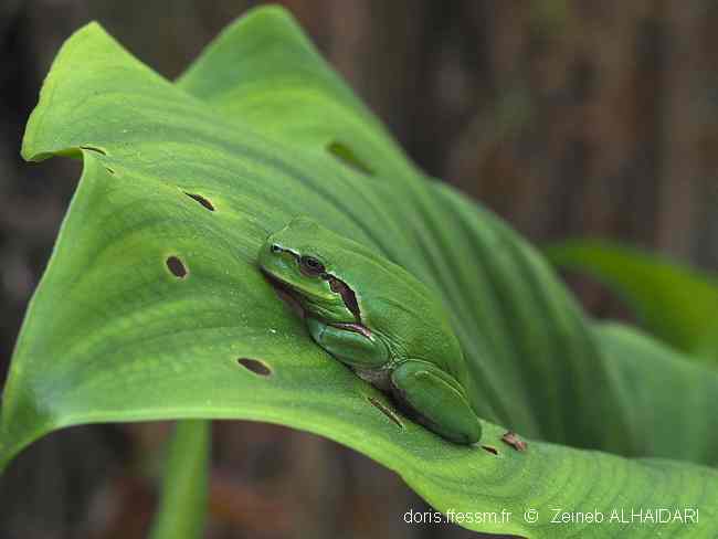 Le chant des rainettes méridionales, petites grenouilles vert clair 