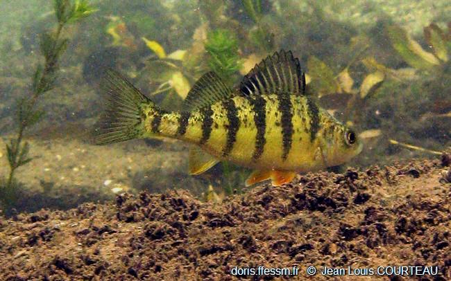 Perca flavescens | DORIS