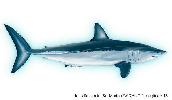 Isurus Oxyrinchus Doris