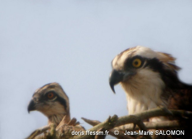 65 éthers Balbuzard Pêcheur Osprey – Lot Sans Boîte – Neufs