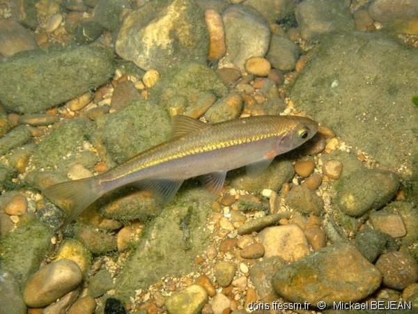 Alburnoides bipunctatus DORIS