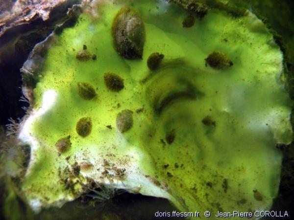 Crepidula fornicata DORIS