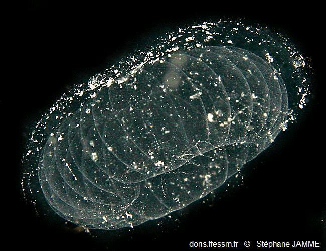 Kowalevskia tenuis DORIS