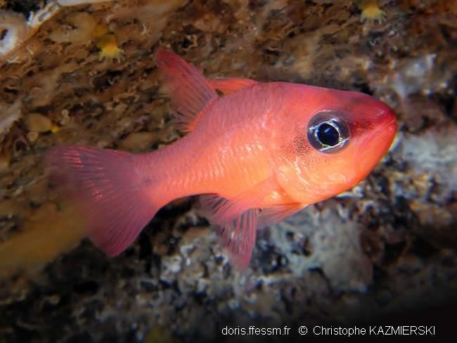 Apogon imberbis DORIS