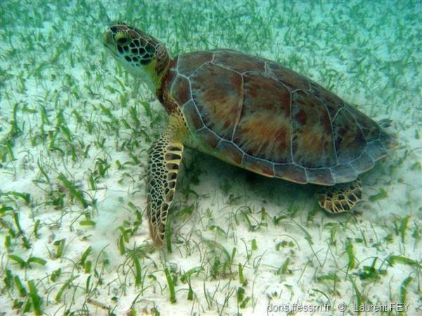 Chelonia Mydas Doris Chelonia Mydas Doris