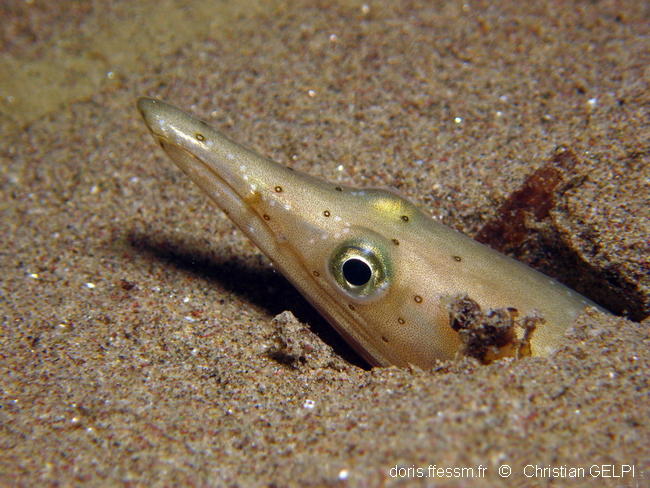 Ophisurus serpens DORIS