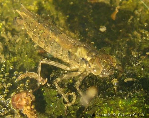 Anisoptera Sous Ordre Larves Doris