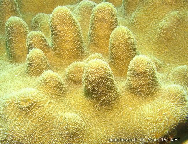 Dendrogyra cylindrus DORIS