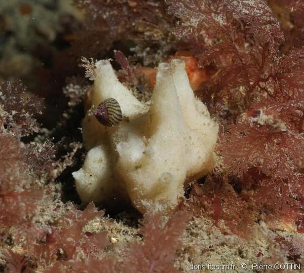 Leucandra gossei | DORIS