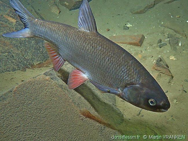 Leuciscus idus | DORIS