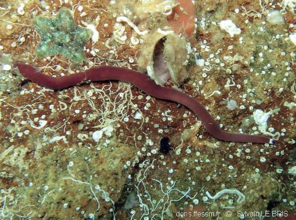 Leucocephalonemertes aurantiaca | DORIS