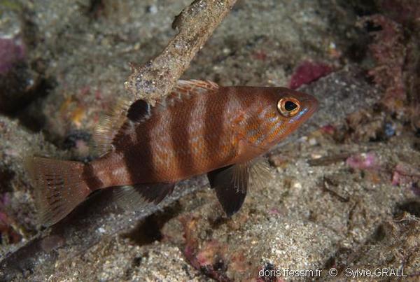 Serranus hepatus DORIS