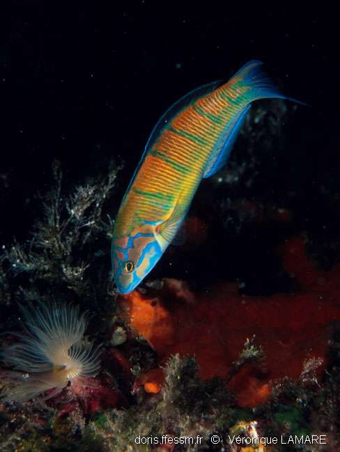 Thalassoma Pavo DORIS