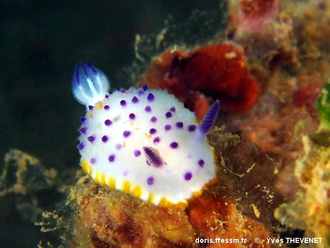 Mexichromis mariei DORIS