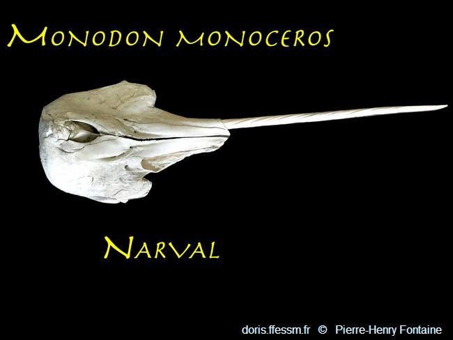 Monodon monoceros DORIS