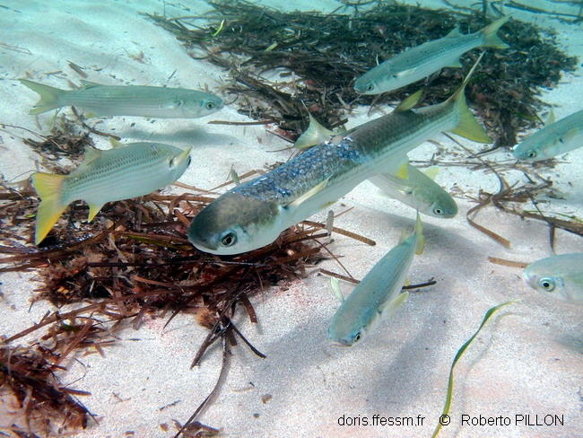 Mugil Cephalus Doris