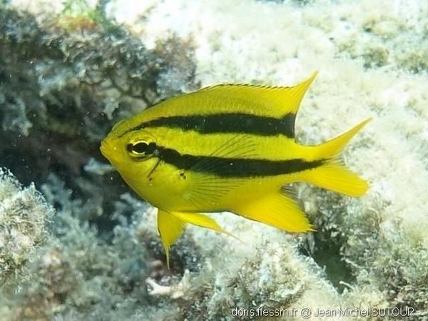 Neoglyphidodon nigroris DORIS