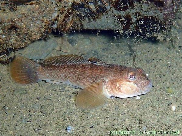 Neogobius melanostomus DORIS