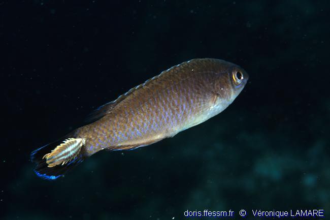 Nerocila bivittata DORIS