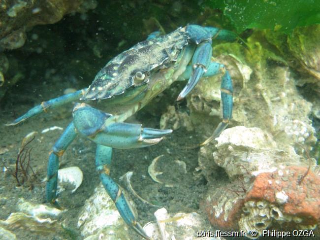 Carcinus Maenas Doris Carcinus Maenas Doris